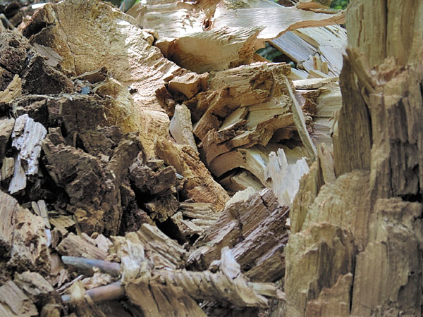 Broken Tree