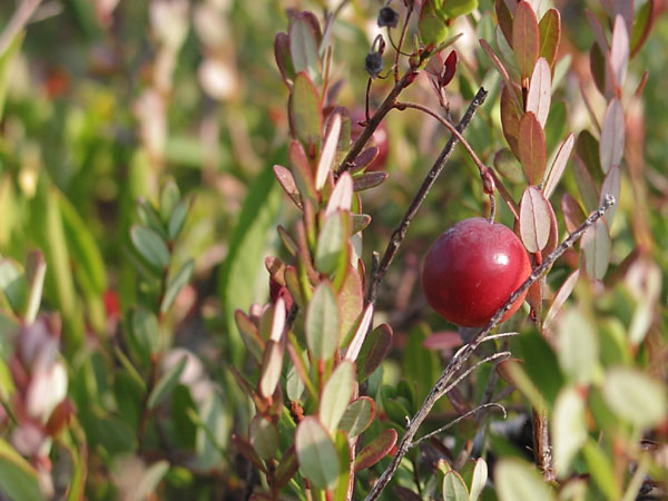 Wild Cranberry