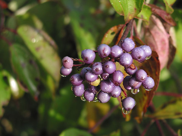 Wild Raisins