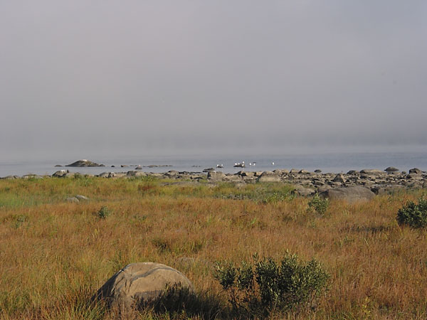 Gulls at Tack Point