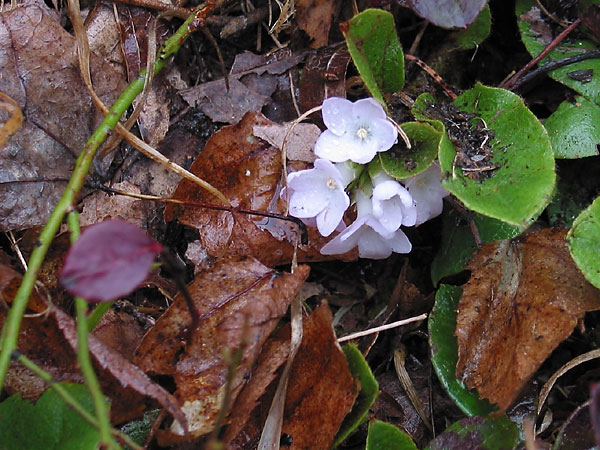 Epigaea repens   Trailing Arbutus