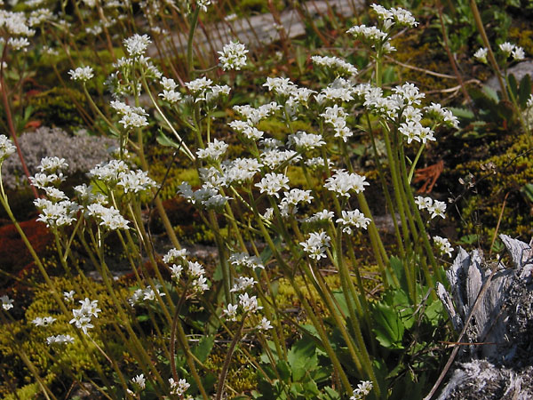 Saxifrage