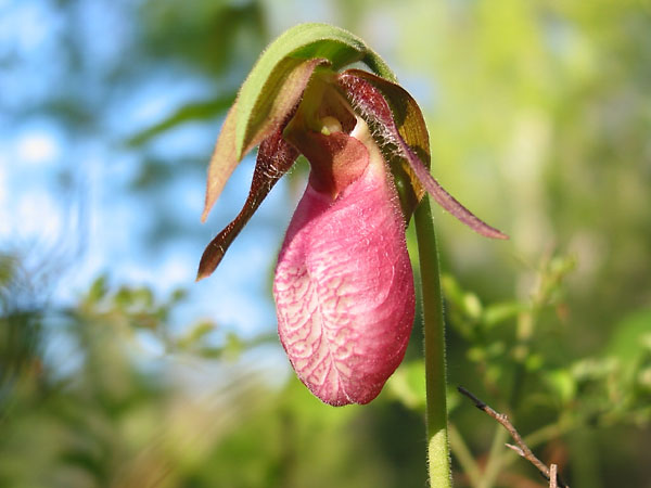 Cypripedium acaule  Pink Ladysslipper