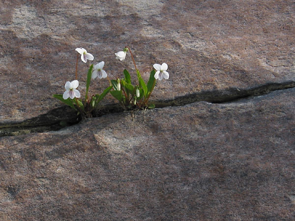 Viola lanceolata  Lanceleaf Violet