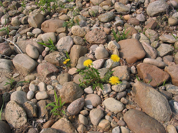 Taraxacum officinale  Common Dandelion