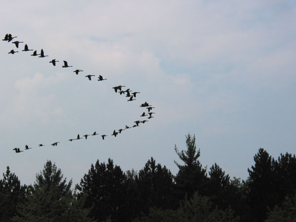 Canada Geese in Vee formation