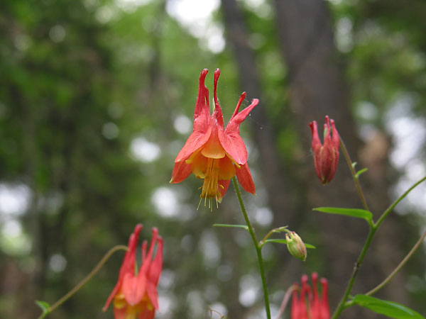 Aquilegia canadensis  Wild Columbine