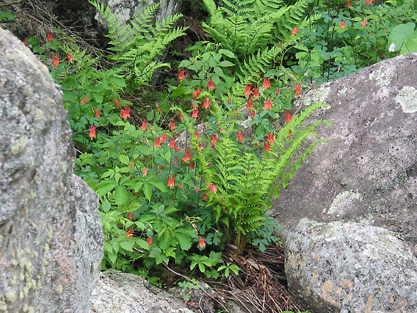 Aquilegia canadensis  Wild Columbine