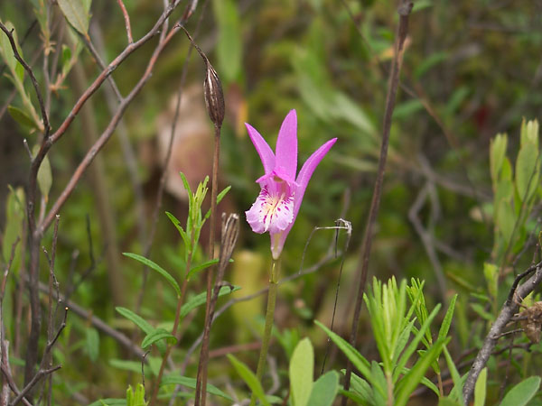 Arethusa bulbosa  Dragons Mouth Swamppink