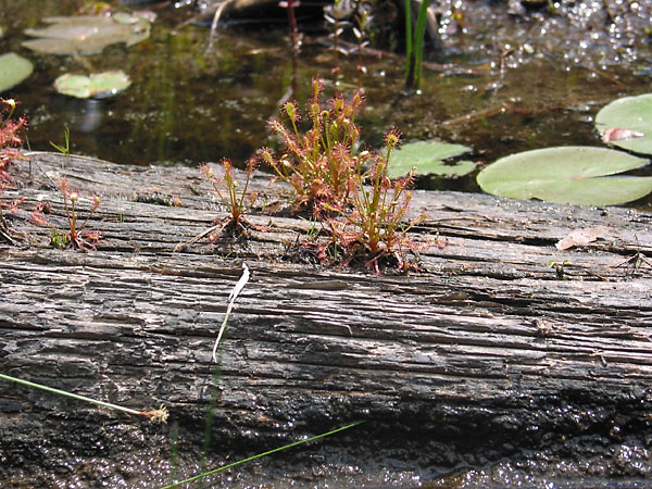 Drosera rotundifolia  Roundleaf Sundew
