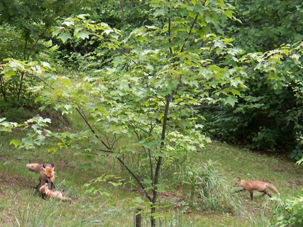 vixen red fox with 2 kits