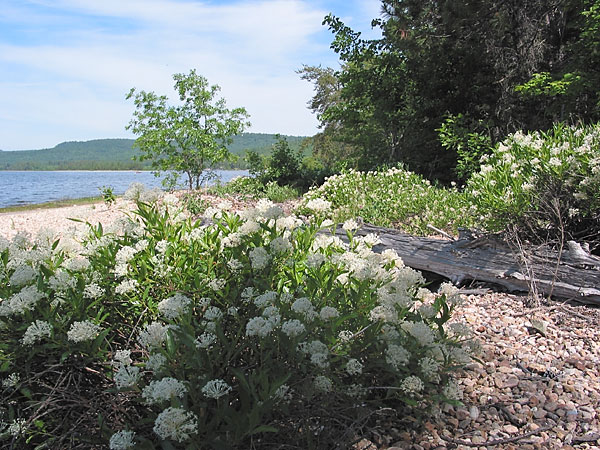 Gravel beach at Presquisle on Ottawa River near Point Alexander
