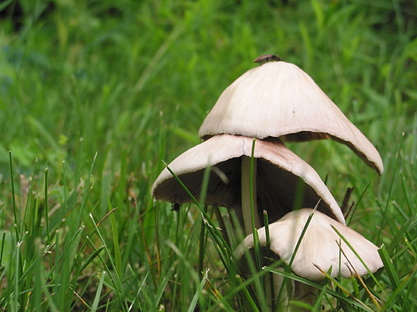 mushrooms