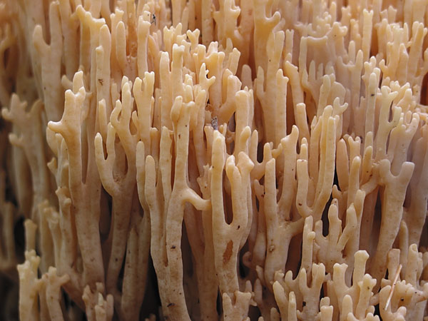 Rooted Coral Fungus on the portage to Wenda Lake