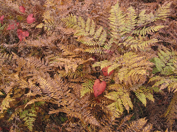 Bracken fern at Wenda Lake