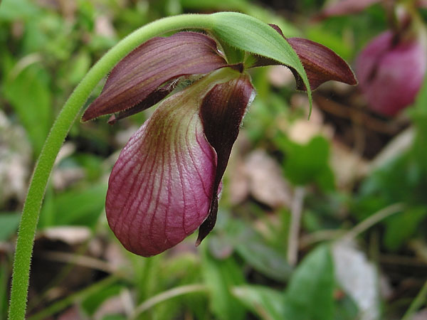Cypripedium acaule  Pink Ladysslipper