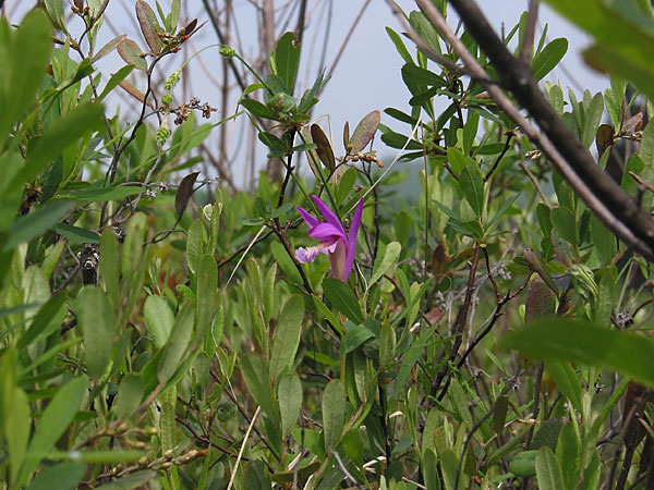 Arethusa bulbosa  Dragons Mouth