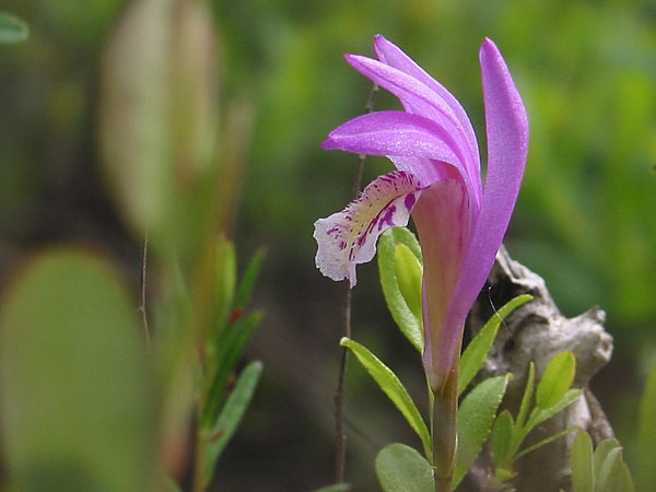 Arethusa bulbosa  Dragons Mouth