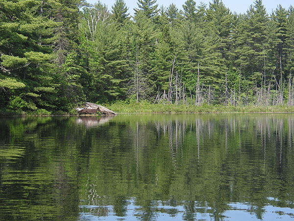 Nesting common loon  Gavia immer