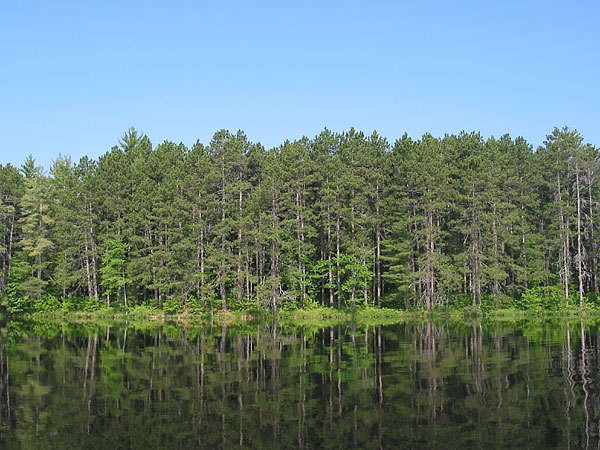 Red Pines at Sec Lake in Algonquin Park