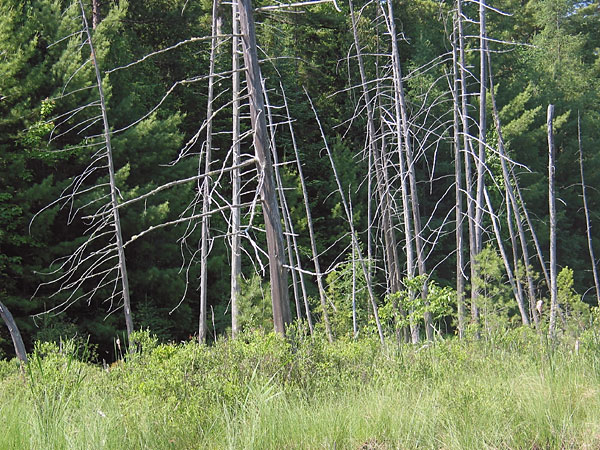 Drowned Trees at Sec Lake in Algonquin Park