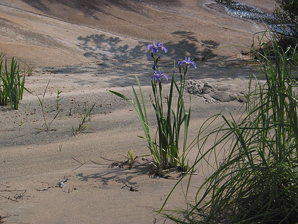 Iris versicolor blueflag