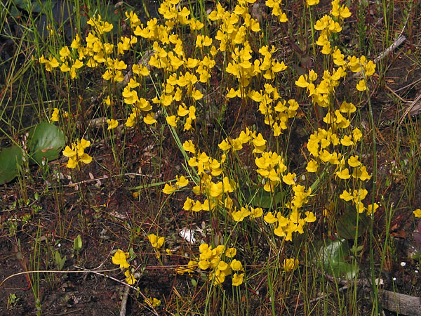 Horned Bladderwort  Utricularia cornuta