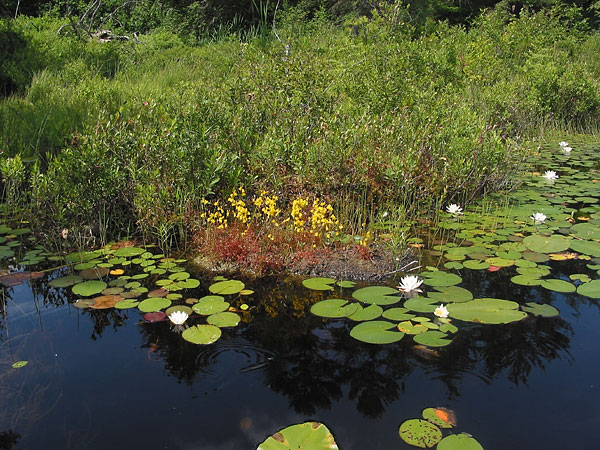 Bladderwort  Utricularia cornuta sundew  Drosera rotundifolia and water lilies  Nymphaea odorata ssp odorata