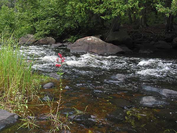 Cardinal Flower Lobelia cardinalis along the Barron river in Algonquin Park