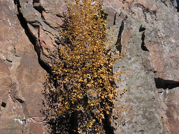 Birch Tree on cliff face in Barron Canyon in Algonquin park