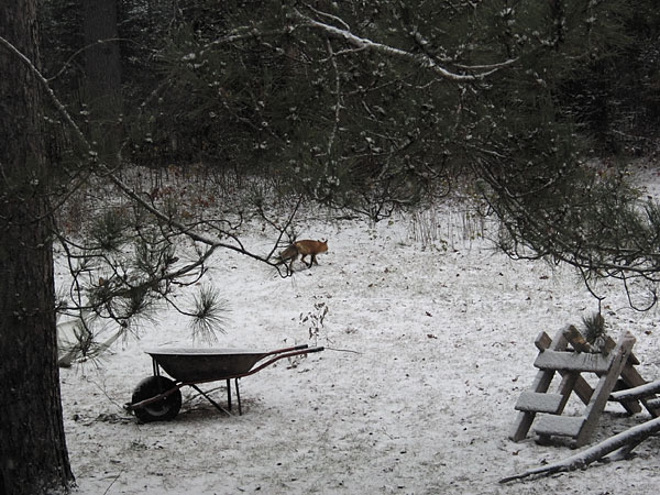red fox