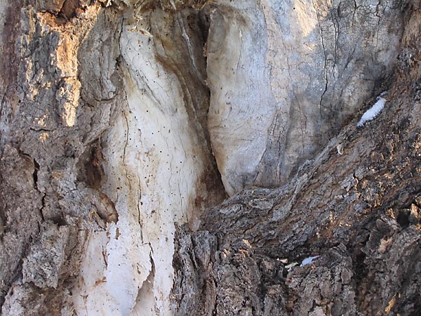 maple trunk