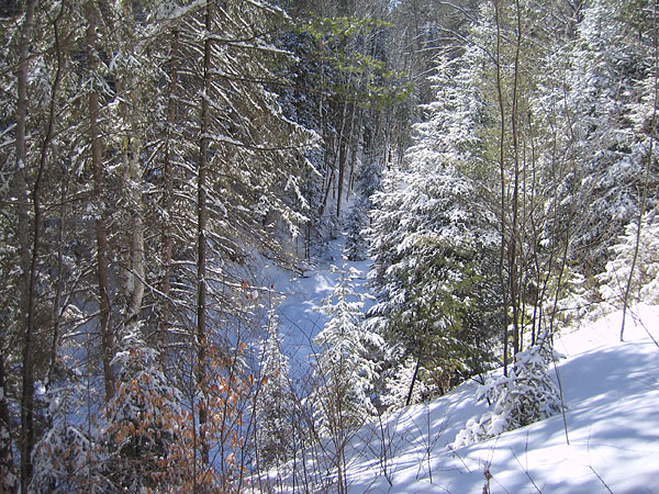 McConnell Creek Ravine