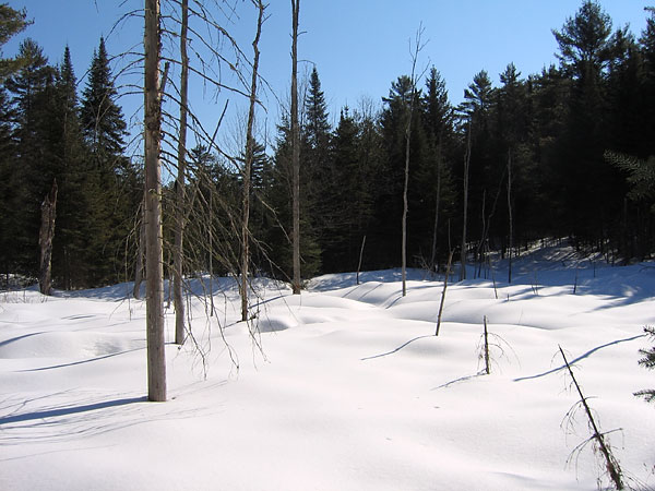 snow covered swamp