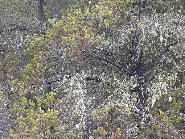 Jack Pine with Lichens