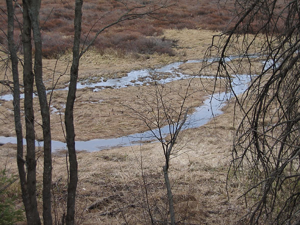 beaver meadow