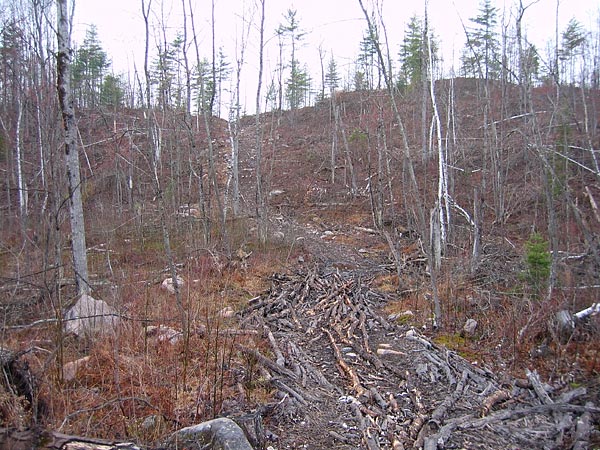 logging near James Lakes