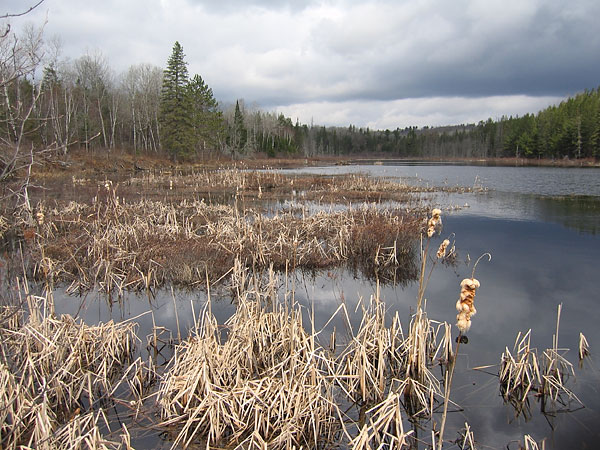 beaver pond with cattails