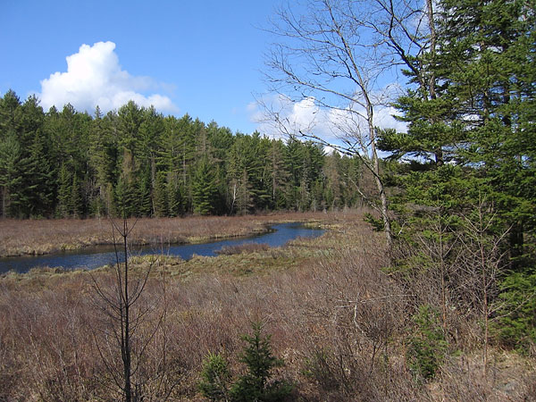 Young Creek in the Petawawa Research Forest