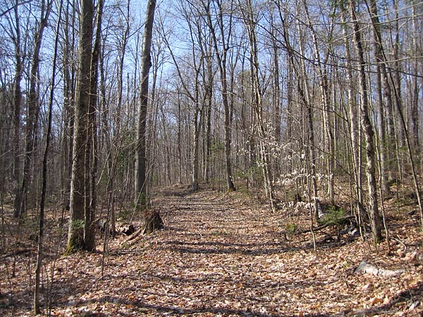 School House Road in the Petawawa Research Forest