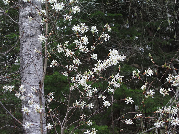 Serviceberry Blossoms