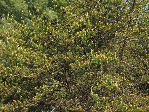 Jack Pine in Flower