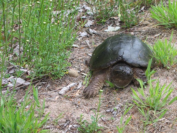 Snapping turtle  Chelydra serpentina
