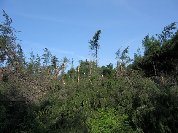 Storm damage along Bronson Road