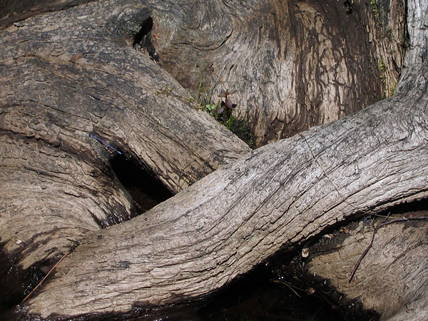 Cedar roots