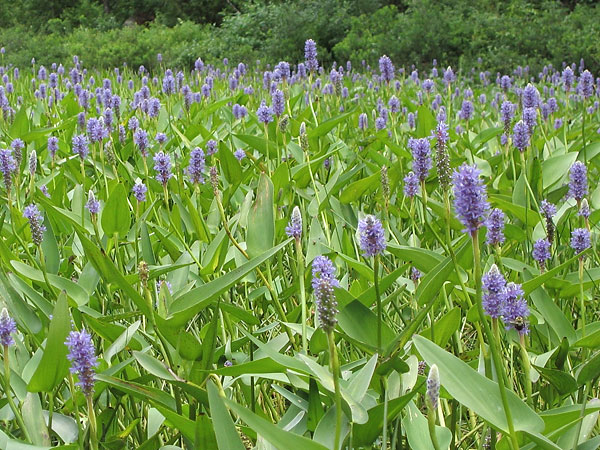 Pickerelweed  Pontederia cordata