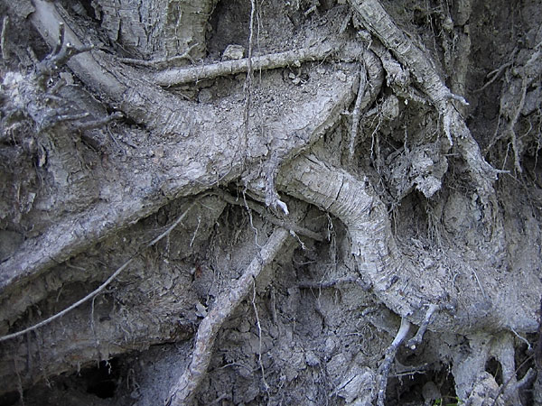 Roots