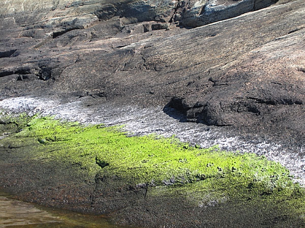 Algae