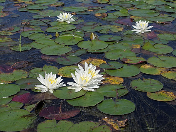 White WaterLily  Nymphaea odorata