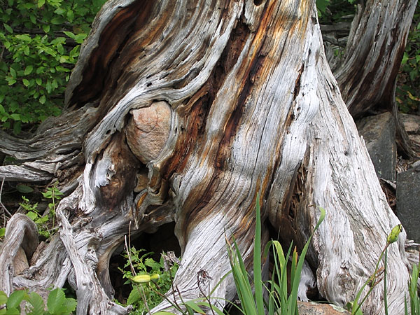 Stump with Rock on Grand Lake in Algonquin Park